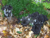 Craterellus cornucopioides