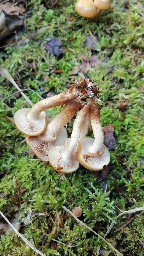 Kuehneromyces mutabilis
