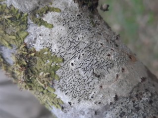 Graphis scripta