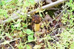 Morchella semilibera