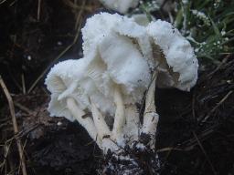 Leucocoprinus cretaceus