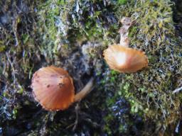 Galerina heterocystis