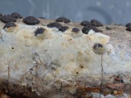 Radulomyces confluens
