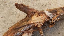Atheliachaete sanguinea