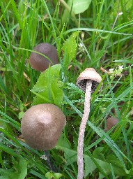 Panaeolina foenisecii
