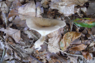 Ampulloclitocybe clavipes