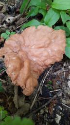 Neogyromitra parma
