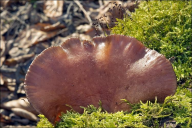 Sarcomyxa serotina