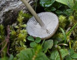 Entoloma querquedula