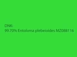 Entoloma plebeioides