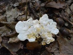 Loweomyces fractipes