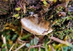 Trametes trogii