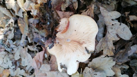 Paralepista flaccida
