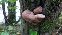 Phellinus igniarius