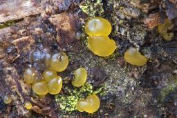 Dacrymyces capitatus