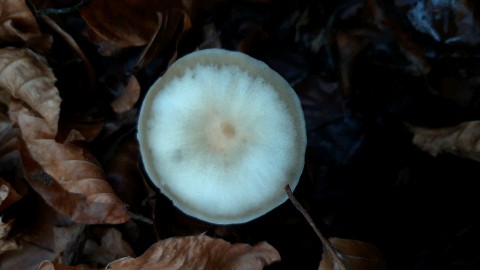 Rhodocollybia asema