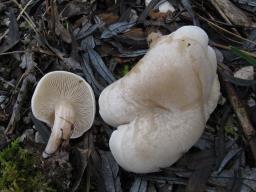 Collybia rivulosa