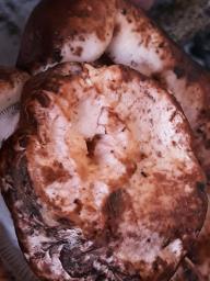 Tricholoma colossus