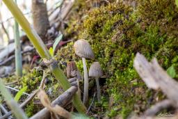 Tulosesus hiascens
