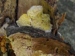 Antrodiella citrinella