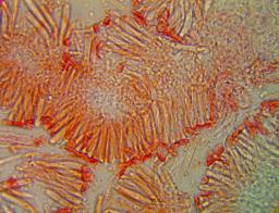 Orbilia crenatomarginata