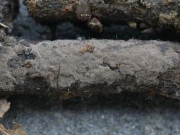 Thelephora atra