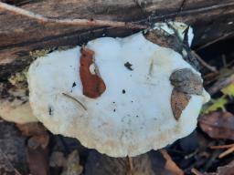 Trametes suaveolens