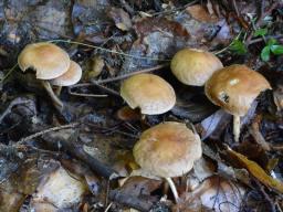 Collybiopsis peronata