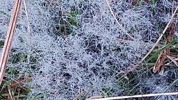 Phycomyces blakesleeanus