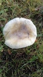 Zhuliangomyces illinitus