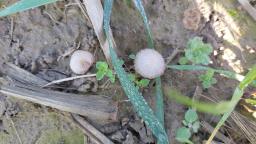 Psathyrella panaeoloides