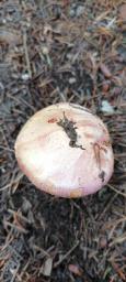 Calonarius suaveolens