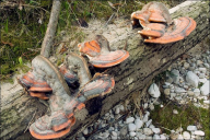 Fomitopsis pinicola