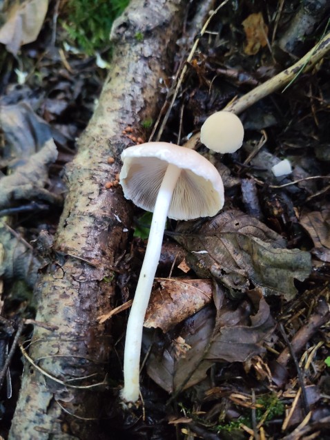 Candolleomyces candolleanus
