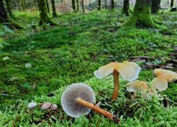Hypholoma capnoides