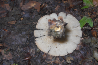 Infundibulicybe gibba