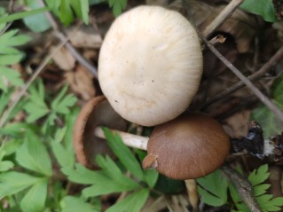 Psathyrella spadiceogrisea