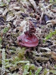 Ascocoryne sarcoides