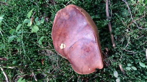Imleria badia