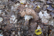 Echinoderma asperum