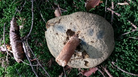 Imleria badia