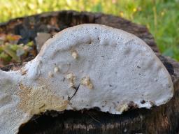Vanderbylia fraxinea