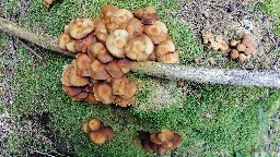 Kuehneromyces mutabilis