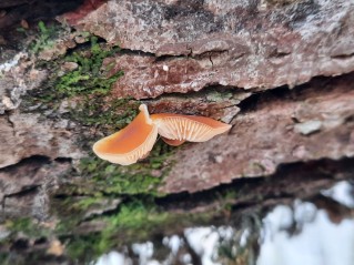 Flammulina elastica