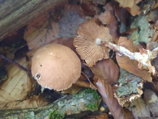 Collybiopsis peronata