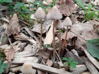 Parasola conopila