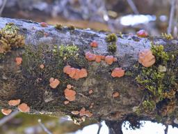 Ditangium cerasi