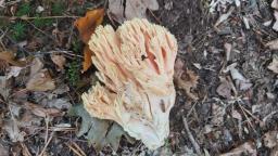 Ramaria formosa