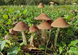 Psathyrella marquana