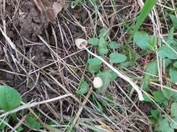 Conocybe apala